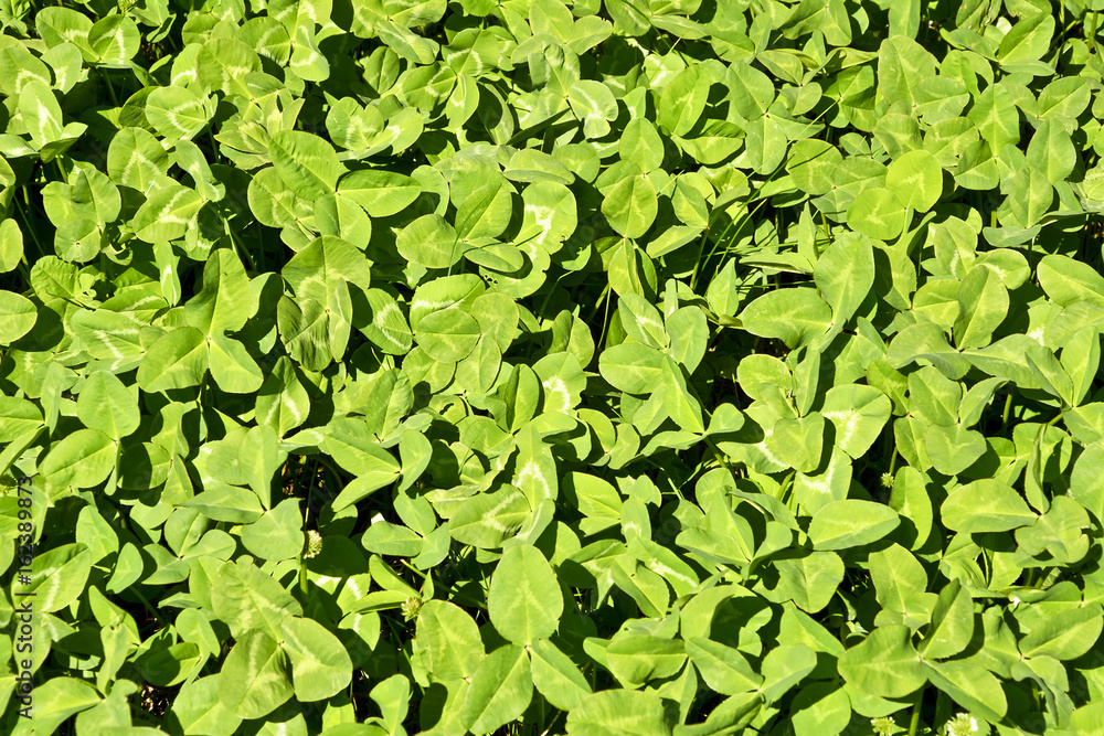 Obraz premium Background with green leaf clover. Young clover leaves on a meadow.