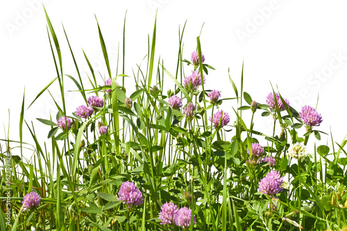 Limb blooming in a meadow against a white background.
Spring meadow with clover in the grass.
