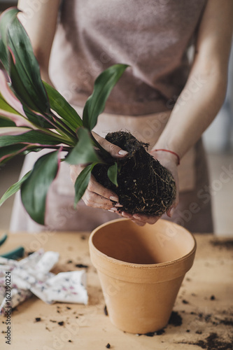 Hands of unrecognisable woman florist holding plant with soil and root for planting. photo