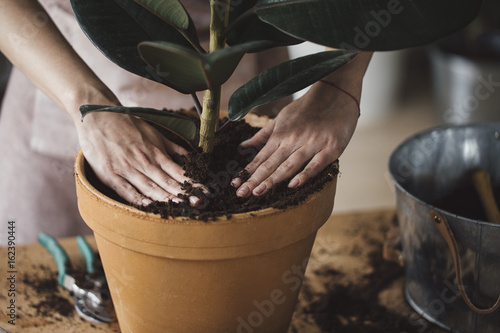 Hands of florist planting plant