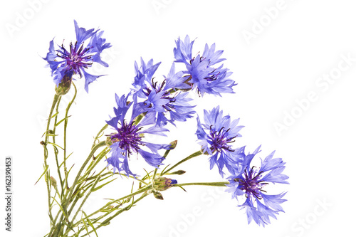 Cornflowers on a white background. Several blue cornflowers close up.