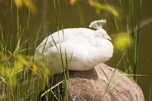 uccello pavone bianco su una roccia photo