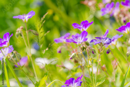 Purple wildflowers in meadow  close-up