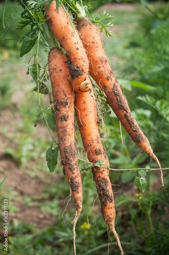 détail carottes sorties de terre