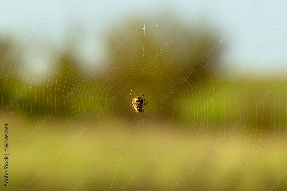 Obraz premium A small spider on its web. Web on field plants.