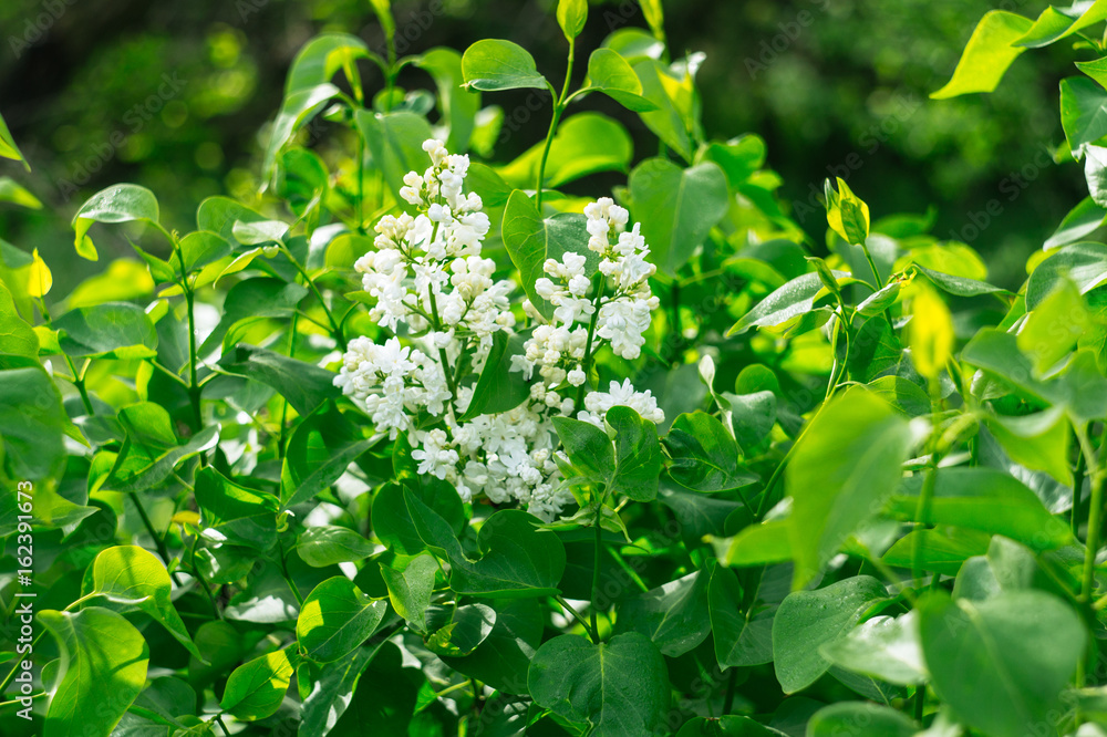 Beautiful blooming white lilac on the bush with green leaves on the springtime Beautiful blooming white lilac on the bush with green leaves on the springtime