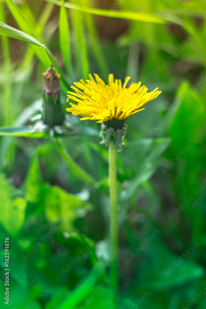 Yellow dandelion in the green grass. Closeup, tonned, style photo. Yellow dandelion in the green grass. Closeup, tonned, style photo.