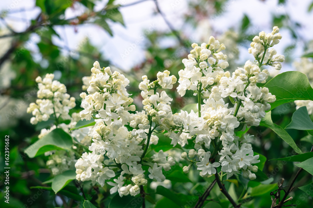Beautiful blooming white lilac on the bush with green leaves on the springtime Beautiful blooming white lilac on the bush with green leaves on the springtime