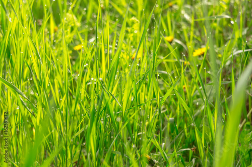 Beautiful meadow background. Green grass and a lot of bokeh rounds from drops of dew. Fantasy style background photo.