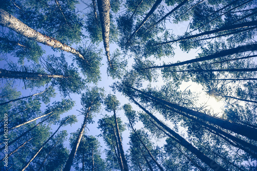 Green forest background in a sunny day. Looking up in pine forest.