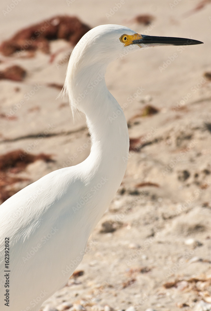 Snowy egret on a tropical beach searching for next meal on the Gulf of Mexico Snowy egret on a tropical beach searching for next meal on the Gulf of Mexico