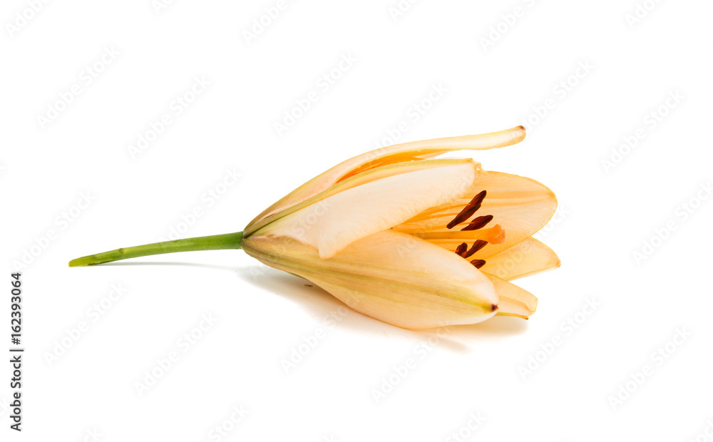 Lily on white background