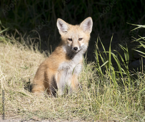 RED FOX KIT ON GREEN GRASS STOCK IMAGE © moosehenderson