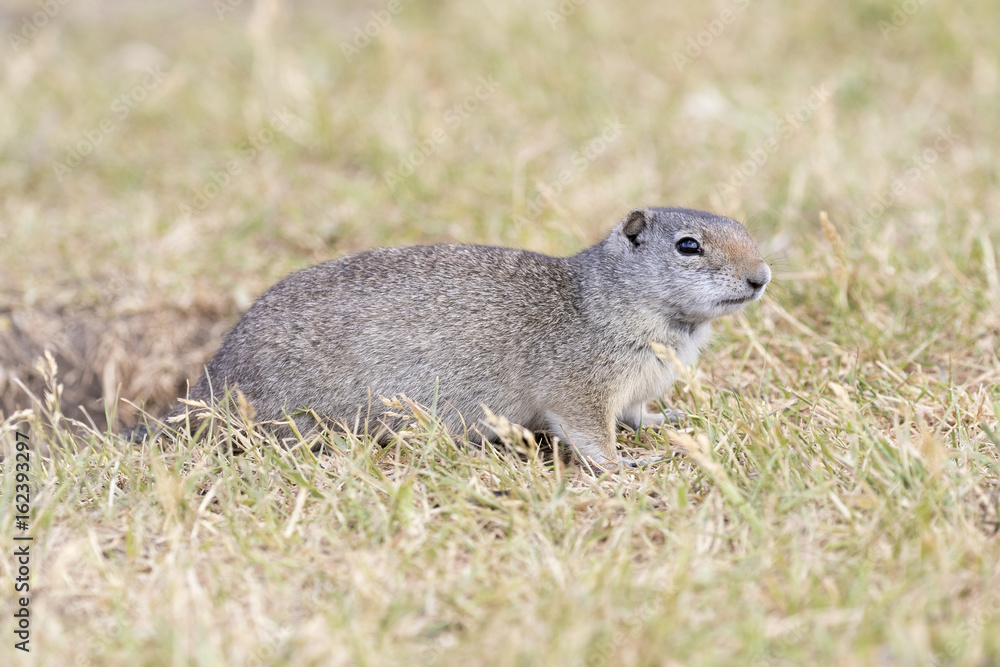UINTA GROUND SQUIRREL IN GRASS STOCK IMAGE UINTA GROUND SQUIRREL IN GRASS STOCK IMAGE