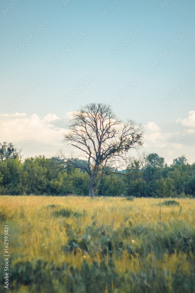 Dead tree standing alone in the summer field on sunset. Blue sky and white clouds. Dead tree standing alone in the summer field on sunset. Blue sky and white clouds.