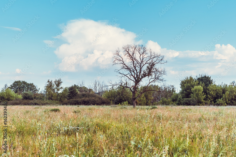 Fototapeta premium Dead tree standing alone in the summer field on sunset. Blue sky and white clouds.