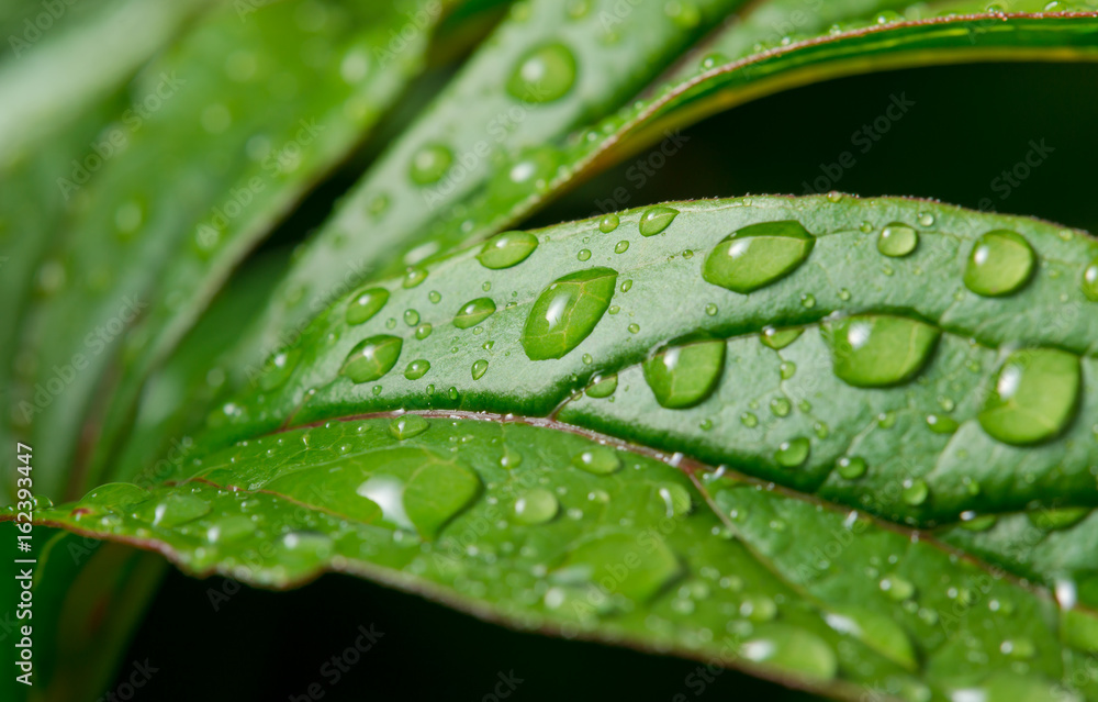 Green leaf with dew drops for background Green leaf with dew drops for background