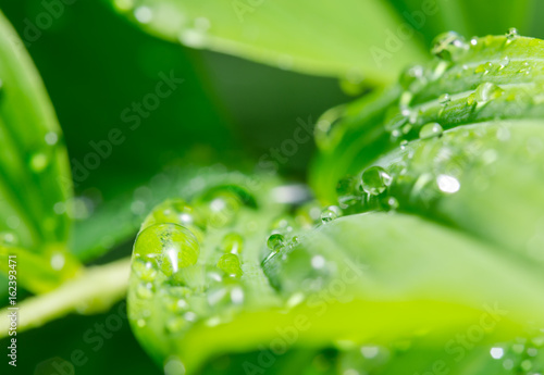 Green leaf with dew drops for background