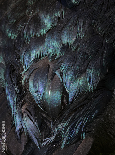 Close up detail of purple, blue and green iridescence on the back of a Cayuga ducks black feathers.
