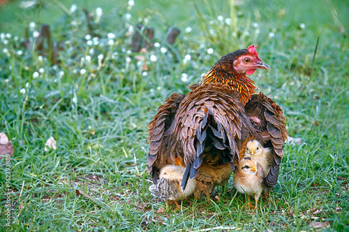 Chicken Mom And Chick In Green Grass Stock Photo, Picture and