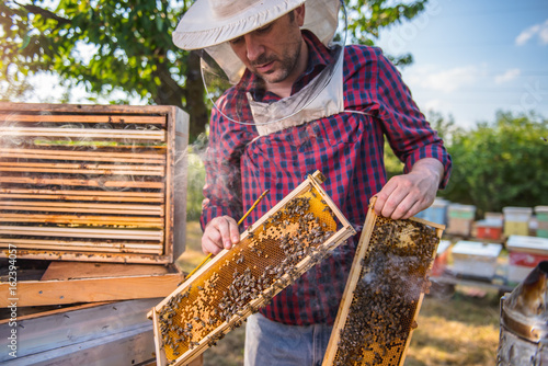 Beekeeper checking beehives © kerkezz
