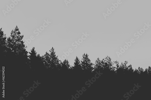 Artistic processing of a photo of a night landscape. Silhouette of a pine forest, sky with clouds and the moon. Place for the text.