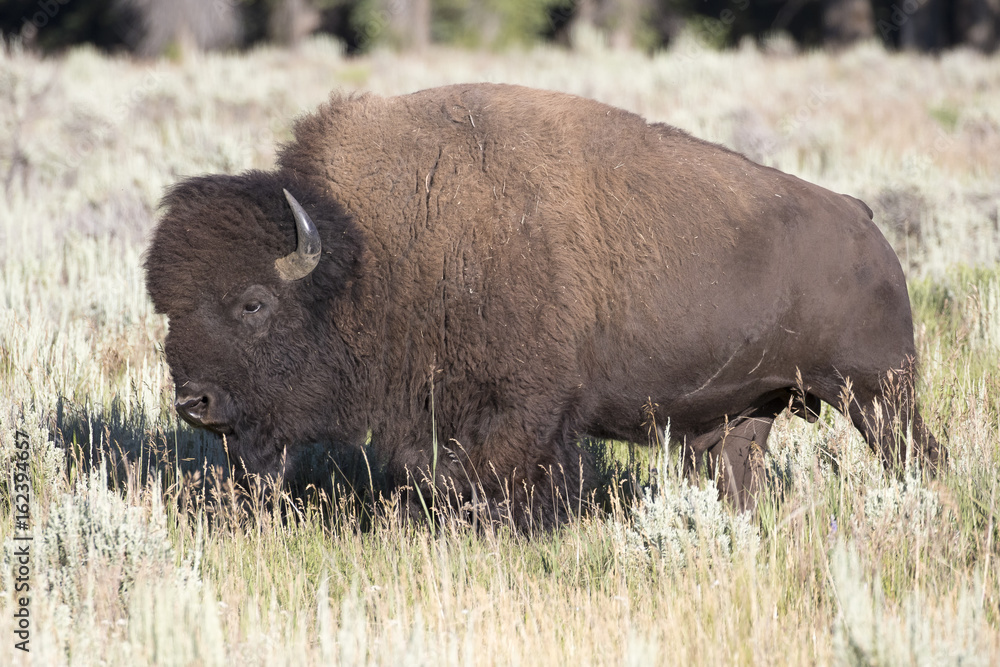 BISON IN GRASS MEADOW  STOCK IMAGE