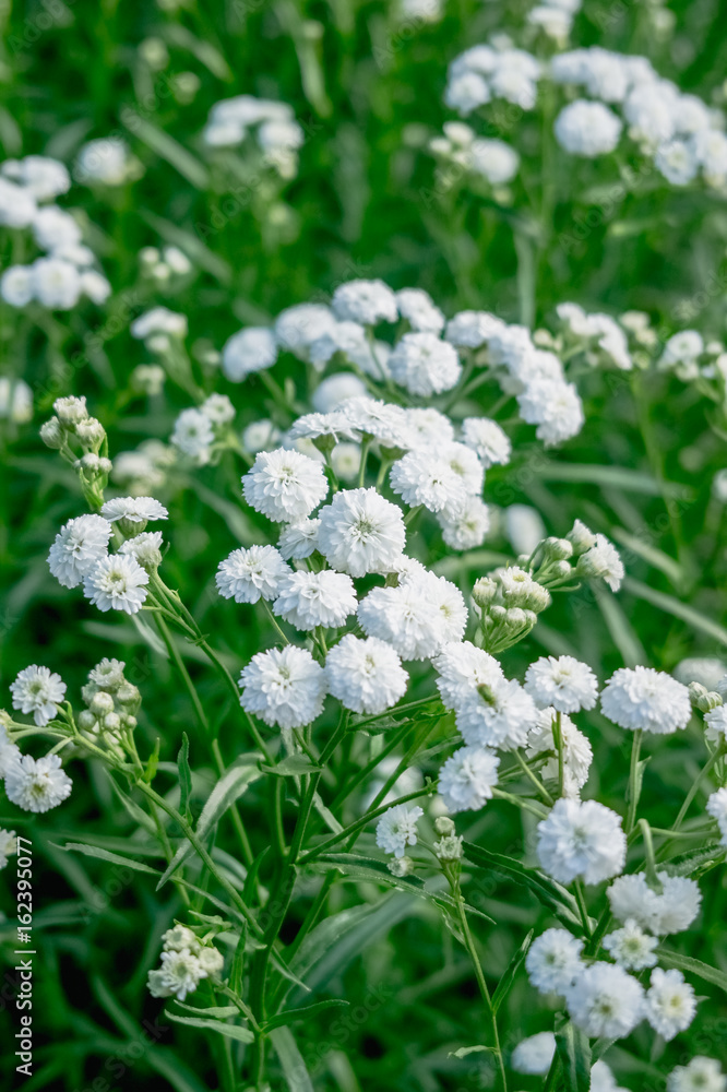 Small beautiful white flowers in the garden. Small beautiful white flowers in the garden.