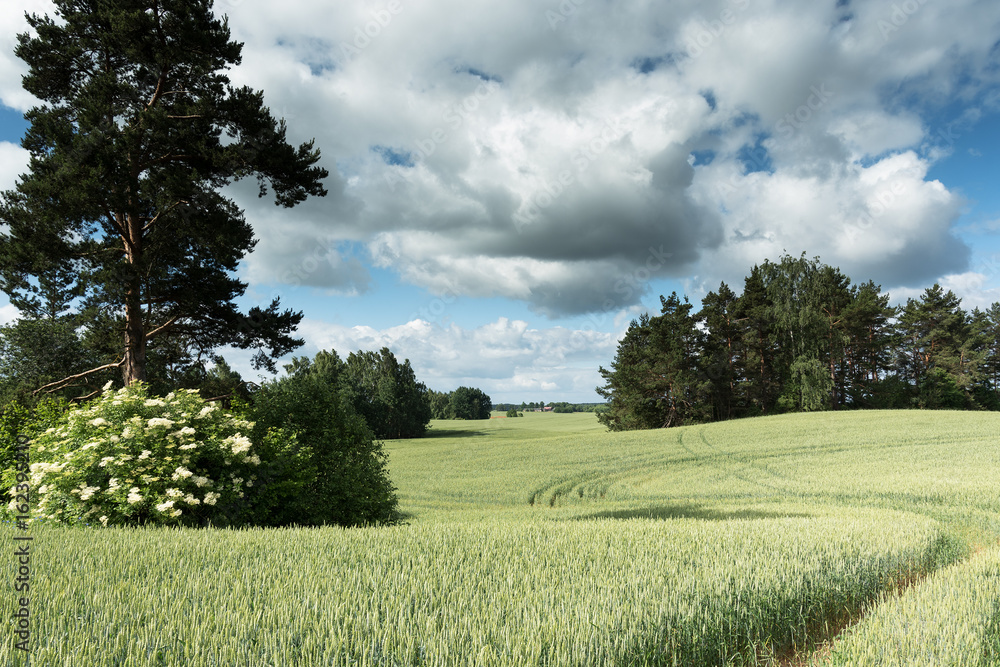 Tractor trails in perfect wheat field. Tractor trails in perfect wheat field.