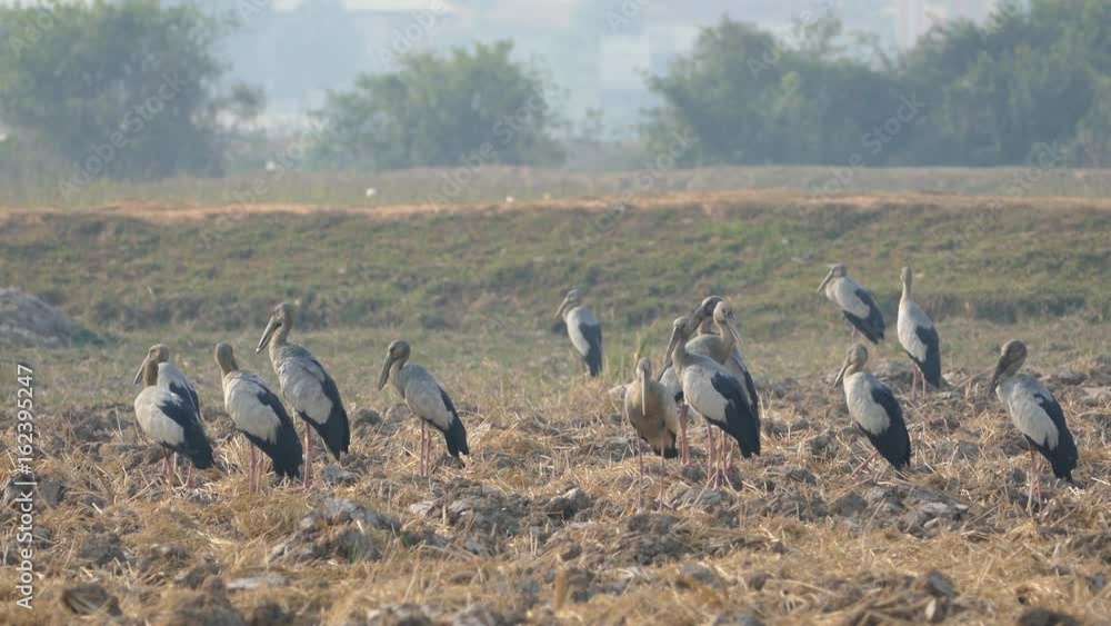 Big group of Asian openbill storks standing at the farmland in Cambodia Big group of Asian openbill storks standing at the farmland in Cambodia