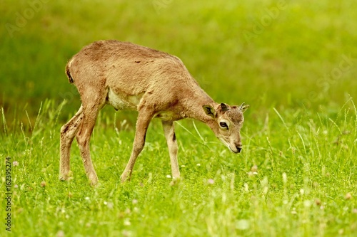 Fototapeta Naklejka Na Ścianę i Meble -  Little musmon feeding on green grass