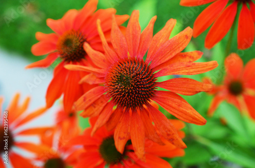 Beautiful blooming Echinacea in Germany  close up