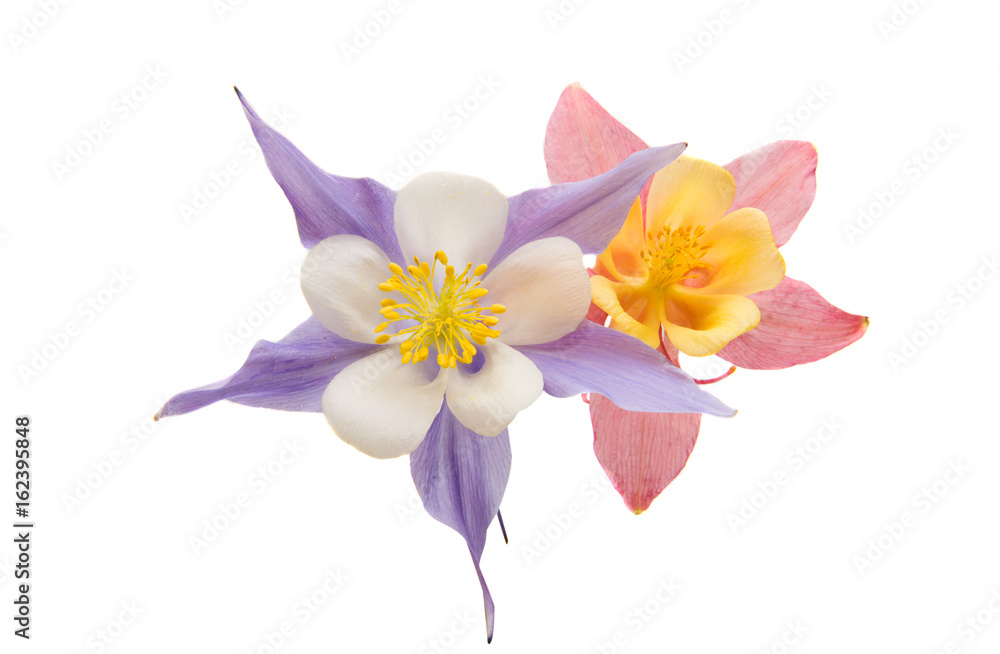 aquilegia flower isolated