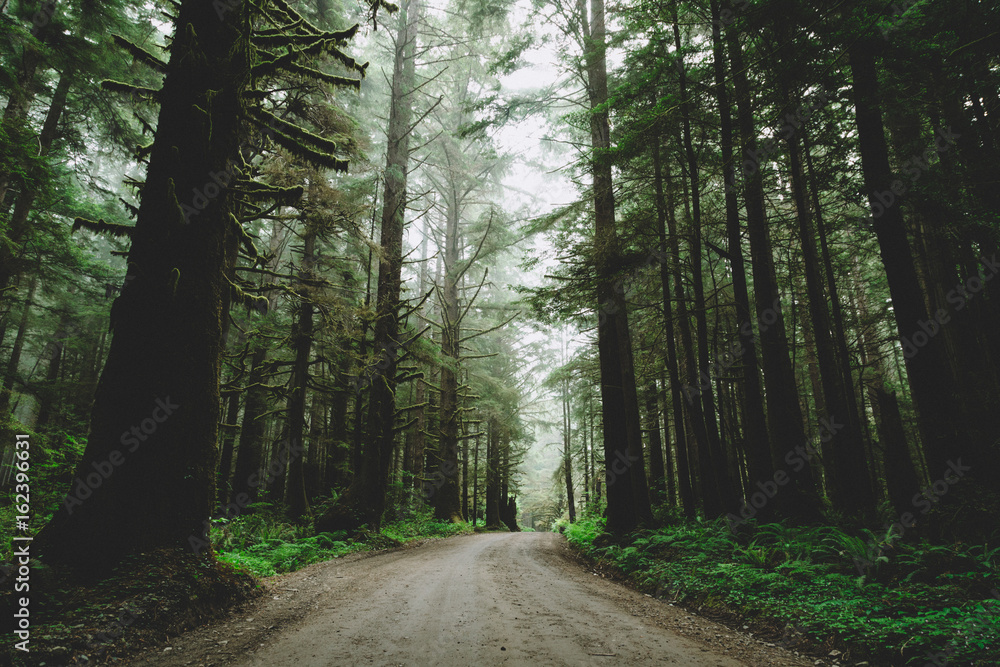 Fototapeta premium Northern California - Redwoods