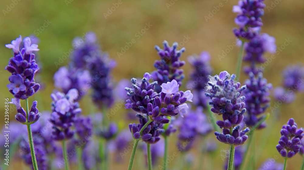 Naklejka premium Zart blühende Lavendelblüten - Lavendelblau
