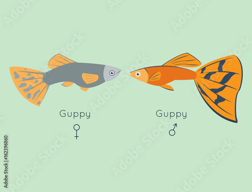 Exotic tropical guppy fish colors underwater ocean species aquatic nature flat isolated vector illustration