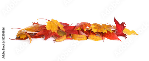 Feuilles mortes en automne photo