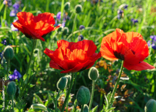 T  rkischer Mohn