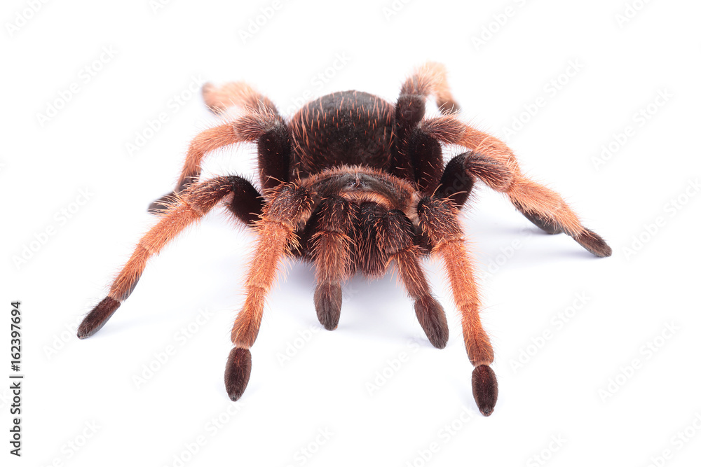Tarantula isolated on white Tarantula isolated on white
