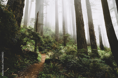 Northern California - Redwoods