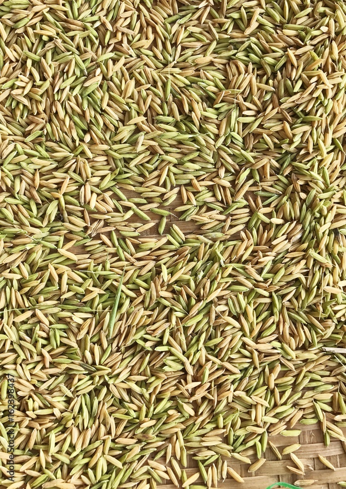 Some rice paddy showing by farmer Some rice paddy showing by farmer