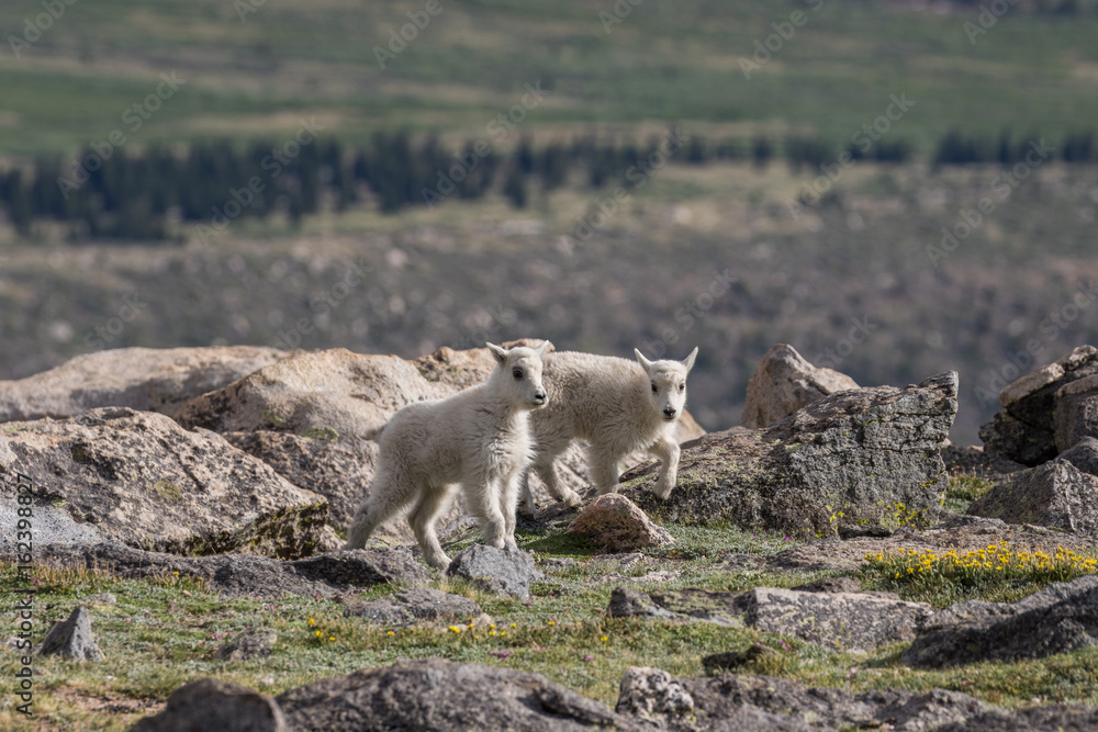 Fototapeta premium Cute Mountain Goat Kids