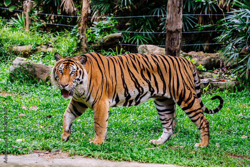 Tiger Tiger