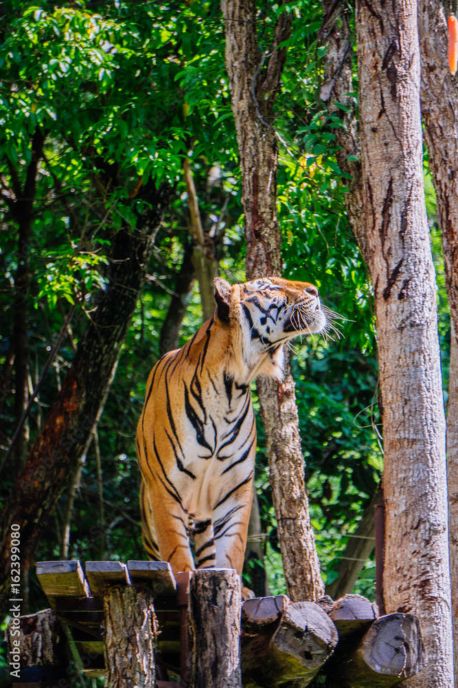 Fototapeta premium Tiger