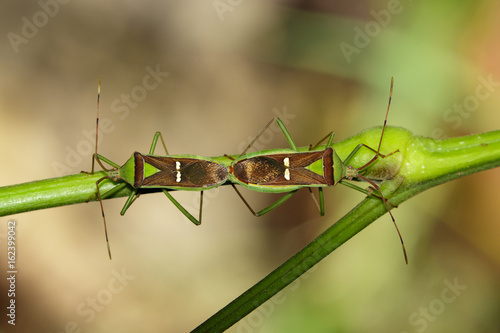 Image of Hemiptera (Green Legume Pod Bug) on nature background. Insect Animal