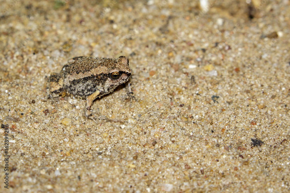 Image of little bullfrog (Kaloula pulchra) on the ground. Animal