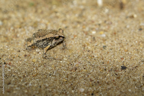 Image of little bullfrog  Kaloula pulchra  on the ground. Animal