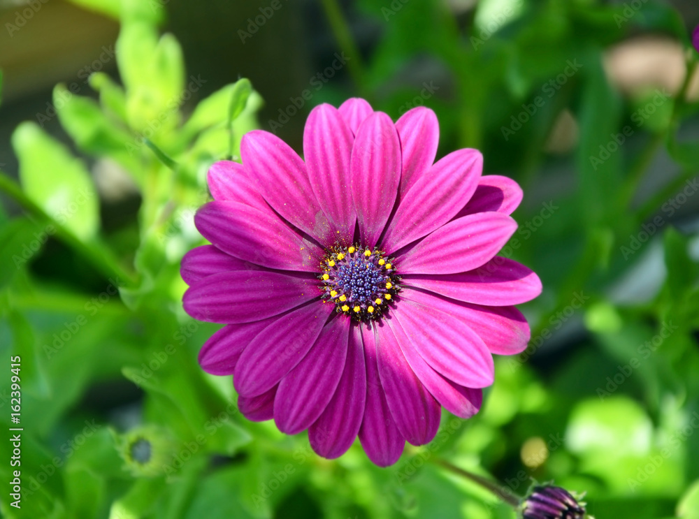 Top view of pink gerbera in sunlight, half covered in shadow with green background Top view of pink gerbera in sunlight, half covered in shadow with green background