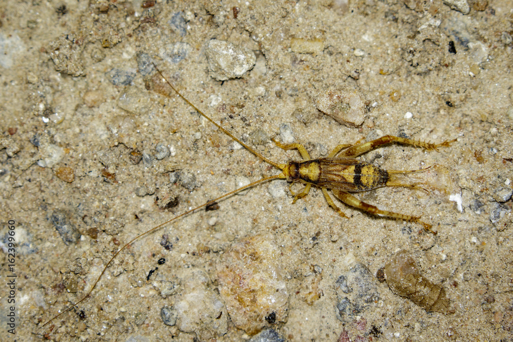 Image of a brown cricket on the ground. Insect Animal Image of a brown cricket on the ground. Insect Animal