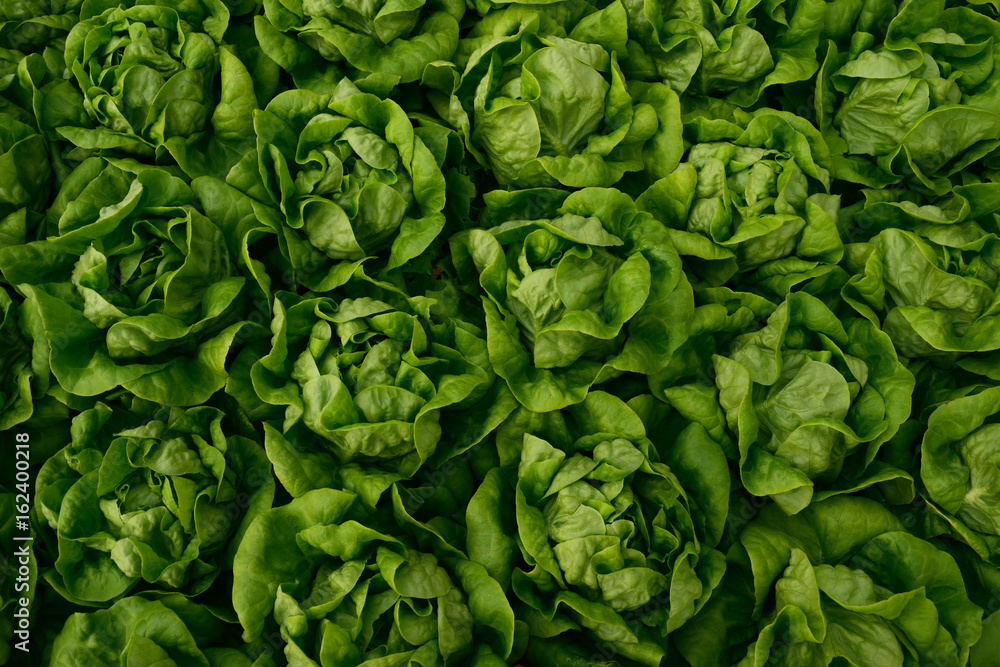 Lettuce Lettuce